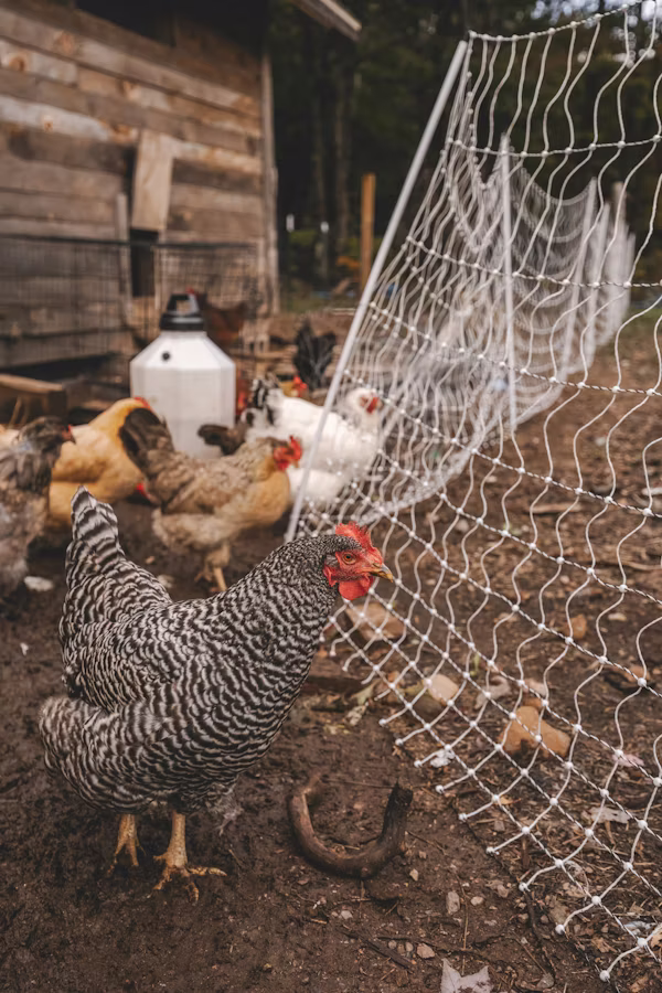 Notre Histoire - Code Chicken